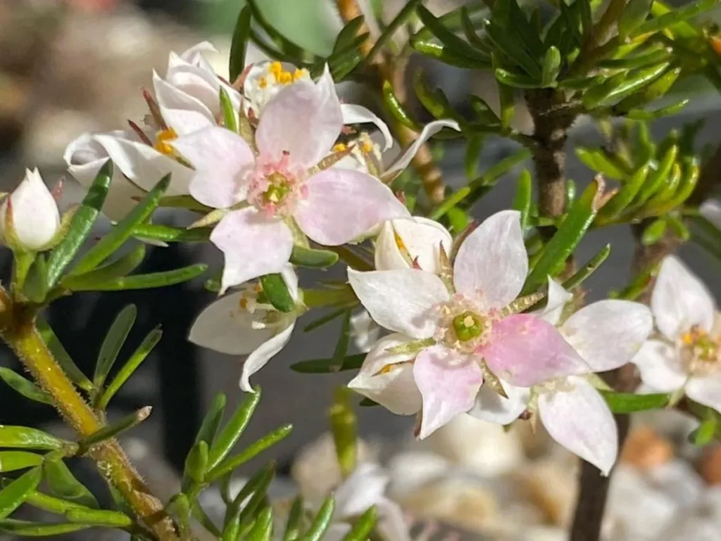 Boronia pilosa