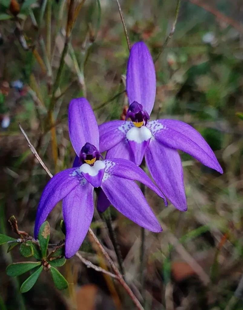 Grampians Plants