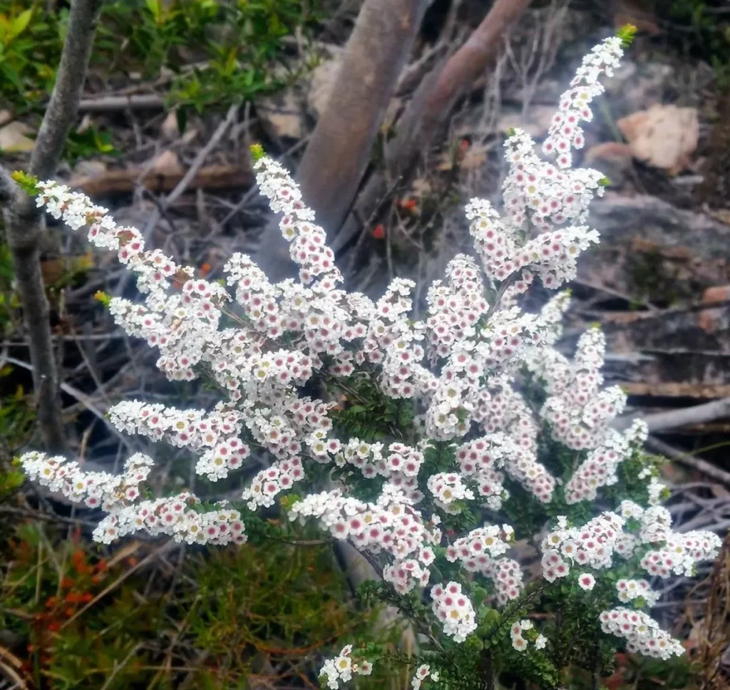 Grampians Thryptomene