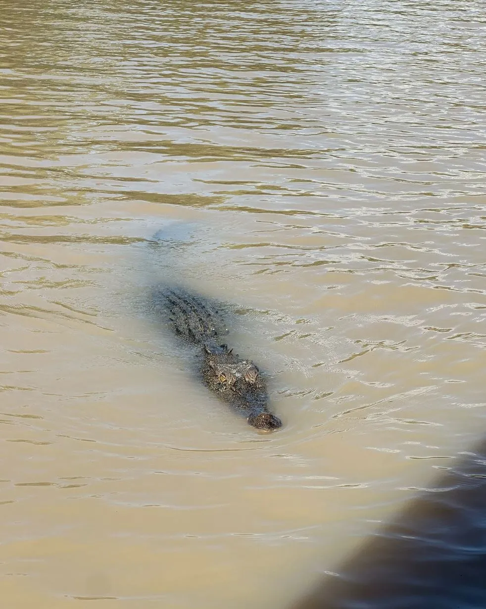 Village Miniature | How Close Do Kids Actually Get to Crocodiles on the Cruise? Jumping Crocodile Cruise