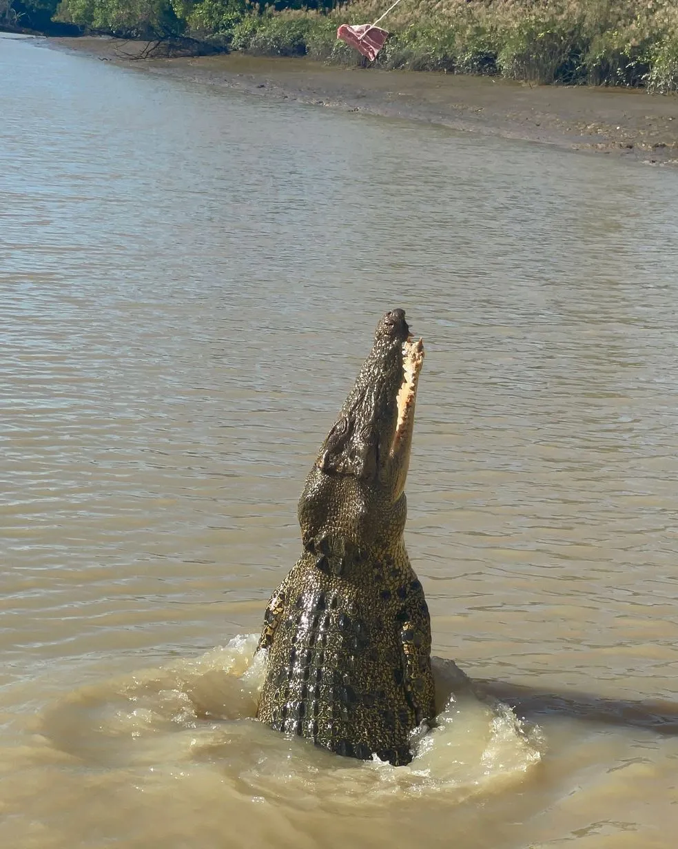 Village Miniature | How Close Do Kids Actually Get to Crocodiles on the Cruise? Kakadu National Park