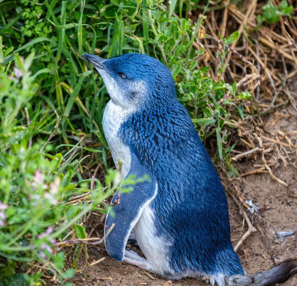 Phillip Island Nature Parks