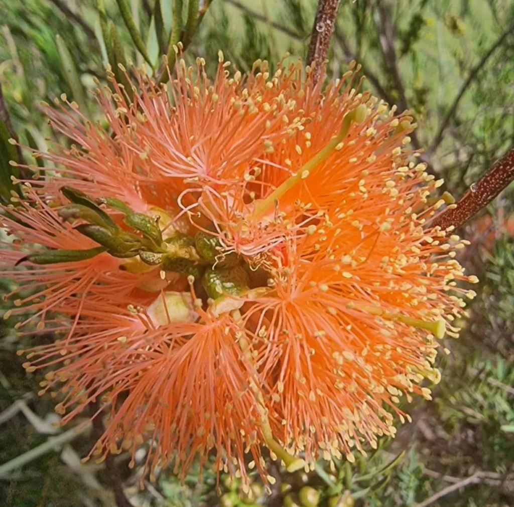 Pomonal Community Nursery