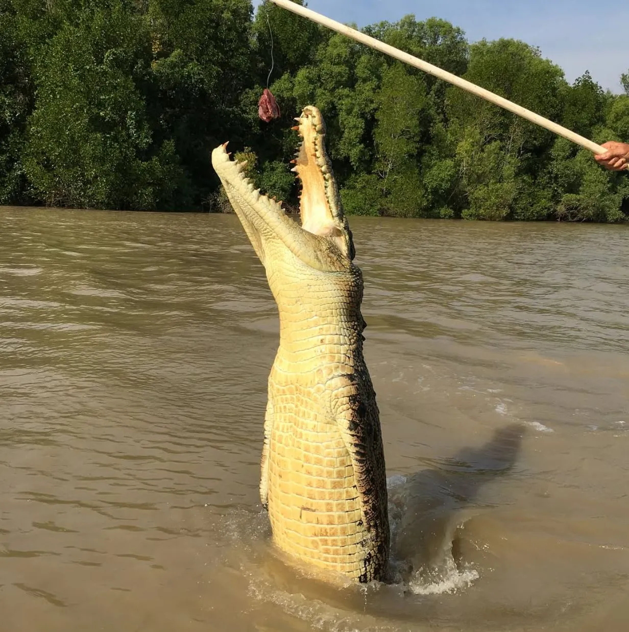 Village Miniature | How Close Do Kids Actually Get to Crocodiles on the Cruise? Saltwater Vs Freshwater Crocodiles