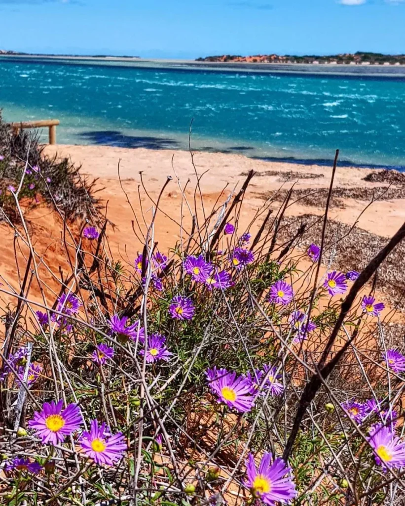 Shark Bay Daisy