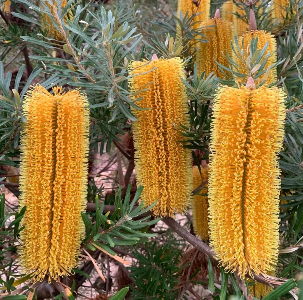 Silver Banksia