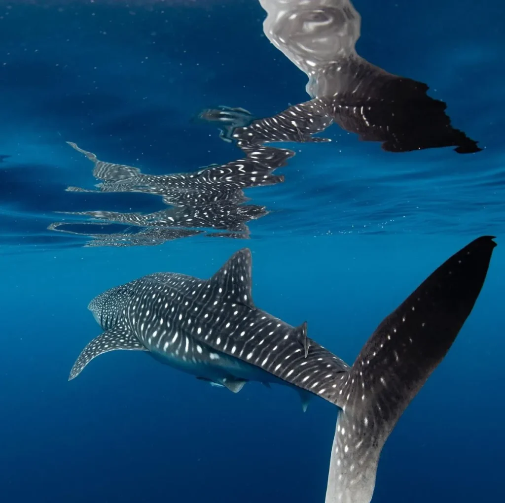 Whale Sharks