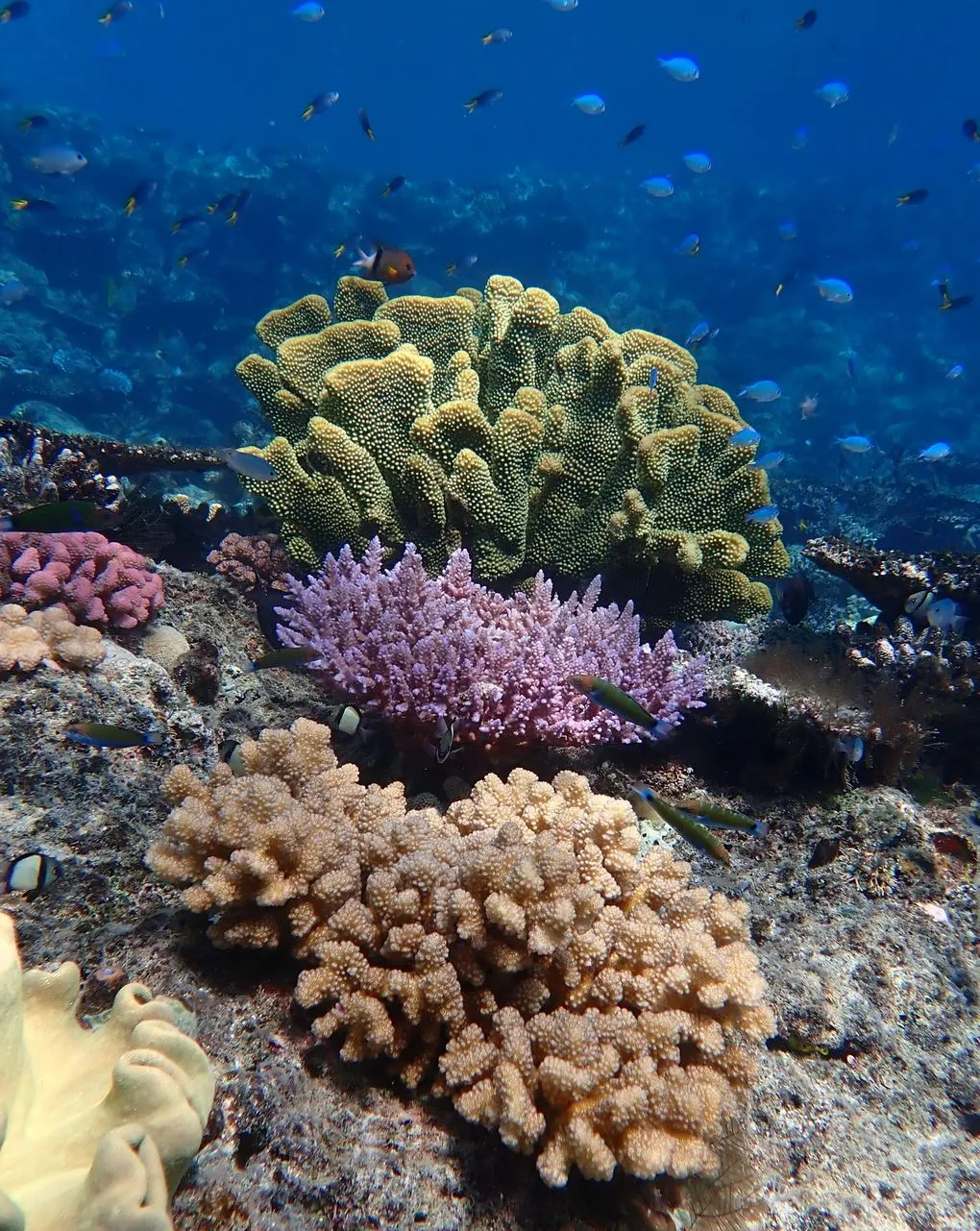 Village Miniature | Great Barrier Reef: Lizard Island or Orpheus? What Shapes the Character of Each Island