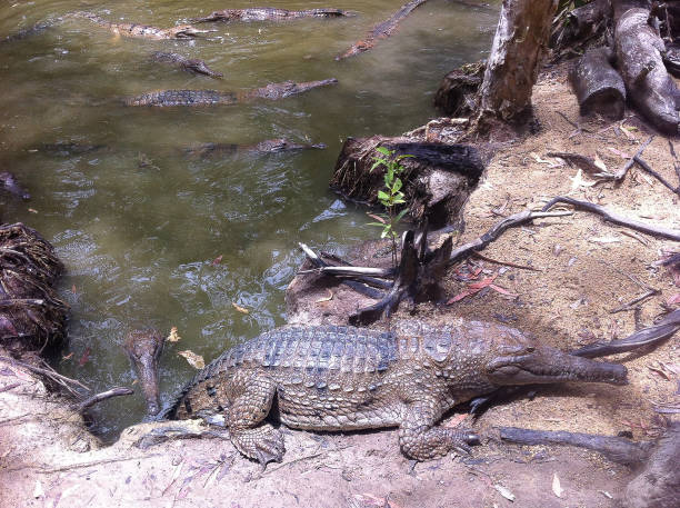 Village Miniature | Discover Saltwater Crocodiles on a Litchfield National Park Day Tour