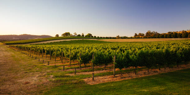 Village Miniature | Discover Yarra Valley Wineries: A Guide to the Finest Wine Tasting Experience