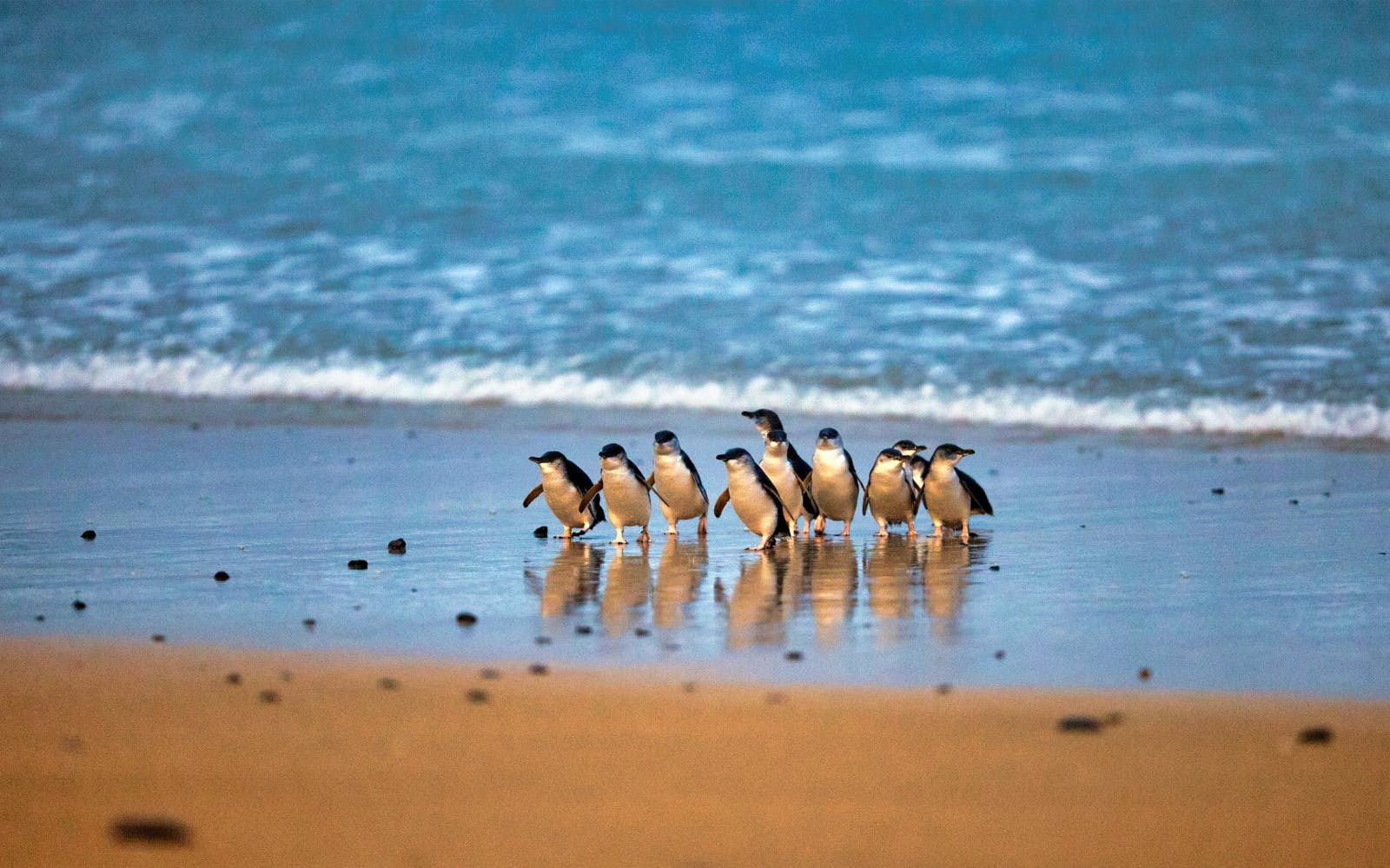 Village Miniature | Explore Phillip Island: Majestic Wildlife, Adventure & Family Fun Await