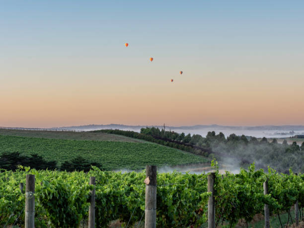 Discover the Wines of Yarra Valley with a Melbourne Tour