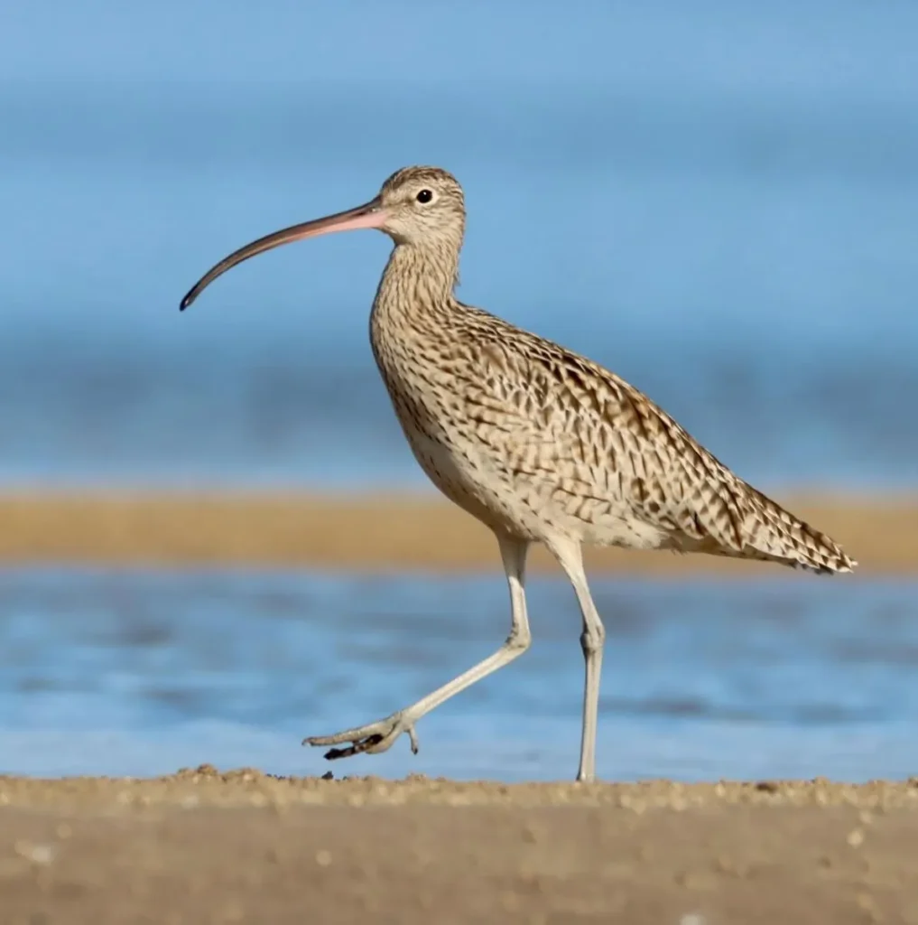 migratory shorebirds