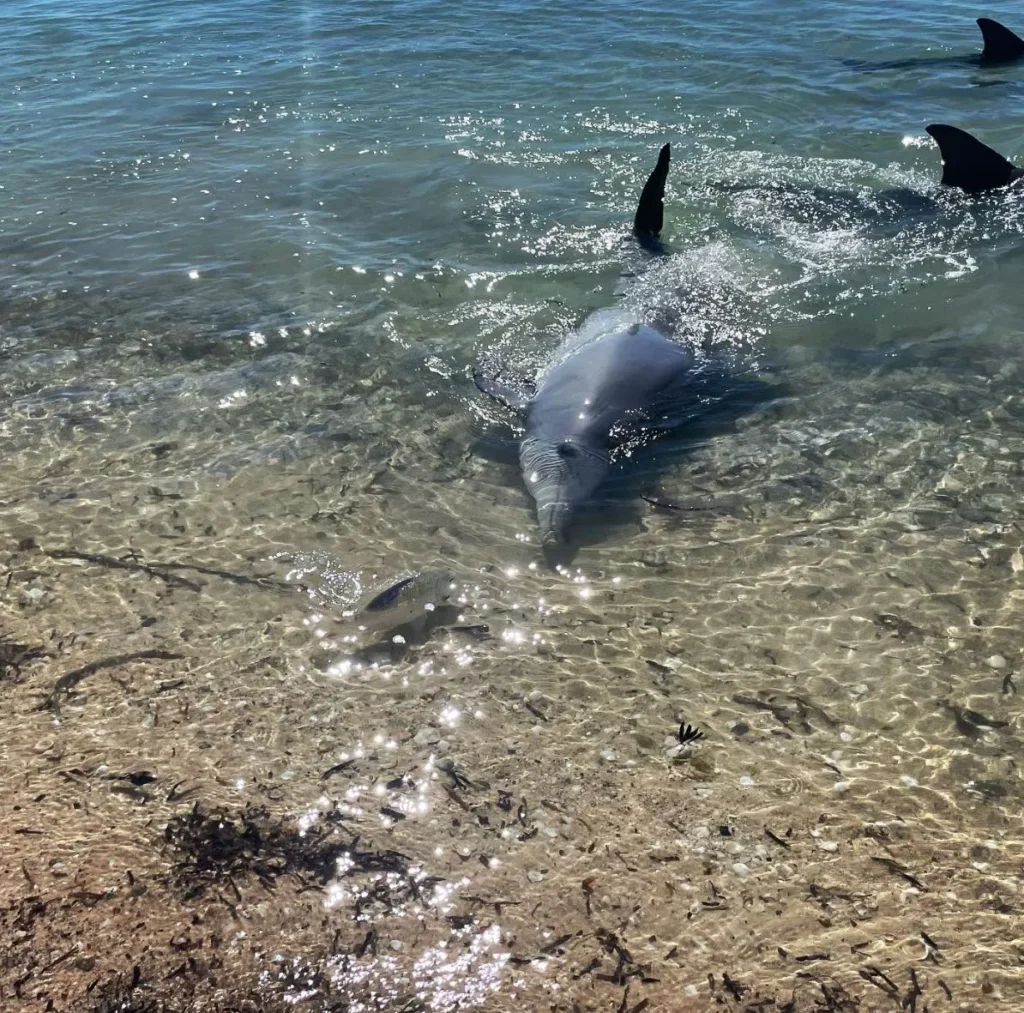 wild bottlenose dolphins